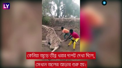 Kenya Drought: কেনিয়ায় তীব্র খরা, মৃত্যু বহু পশুর