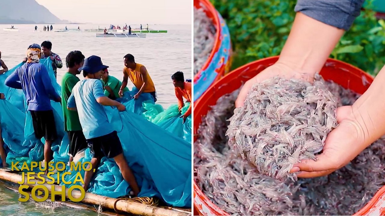 Mga mangingisda, nakaka-ipon dahil sa maliliit na isda | Kapuso Mo, Jessica Soho