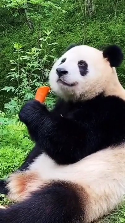 ANIMAL FUNNY IN THE WORLD
