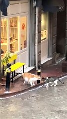 Super funny animal videos will make you LAUGH EXTREMELY HARDshorts animals dogs pets_