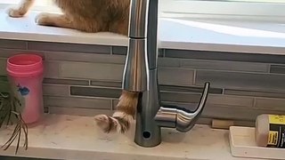 Trending Cute Animals Funny Clips funny Cute Cats shorts Video trending animals