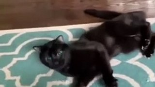 Crazy Cute CatsFunny Fail ops Moments Viral Clips shorts Video trending animals funny