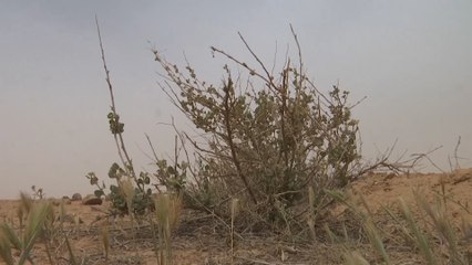 التصحر وتدهور الأراضي الزراعية في الأردن