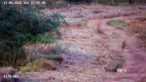 First footage of Cheetahs at Kuno National Park captured on camera!