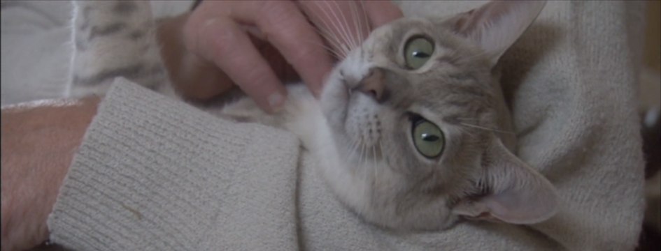 Les 10 races de chats hybrides les plus populaires