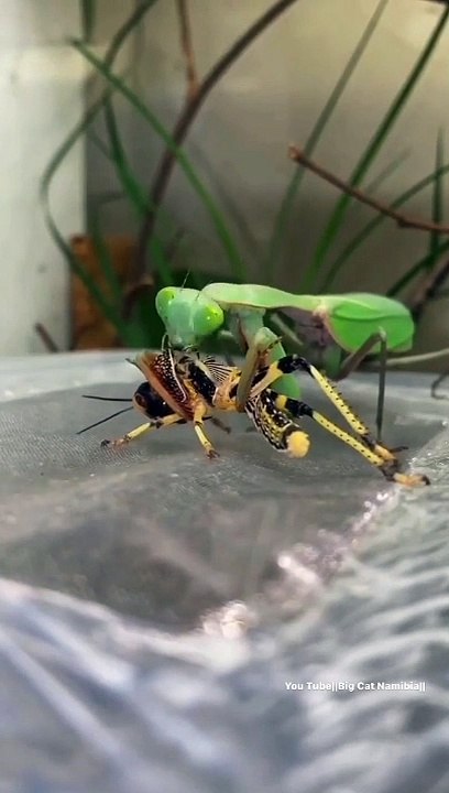 Nature's Perfect Predators- Praying Mantis