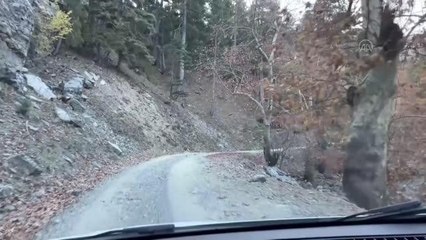 Kovanları ayı saldırısından "arı evleri"yle koruma önerisi