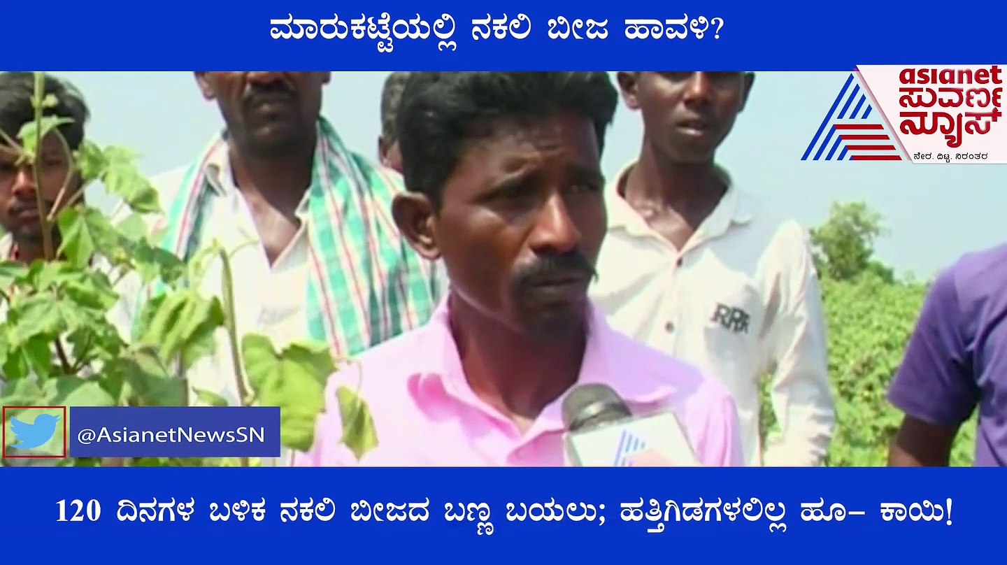 ರಾಯಚೂರಿನಲ್ಲಿ ನಕಲಿ ಹತ್ತಿ ಬೀಜ ಮಾರಾಟ: ಬೆಳೆದು ನಿಂತ ಗಿಡಗಳಿಗೆ ಆಗದ ಹೂ-ಕಾಯಿ