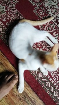 Cat 023 23 2233 00023