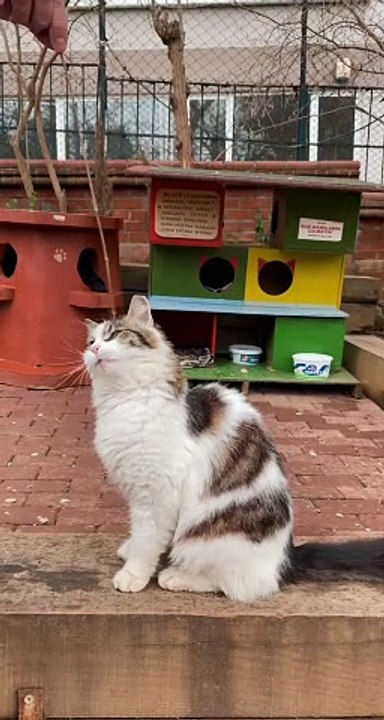 Cat funny cat 021 021 cat 21