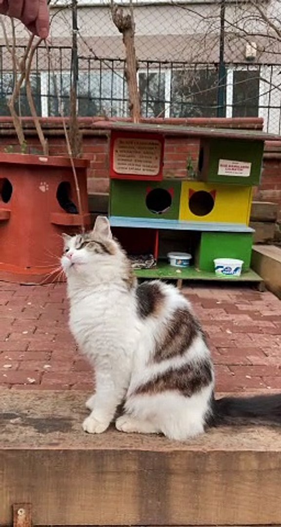 Cat funny cat 021 021 cat 21