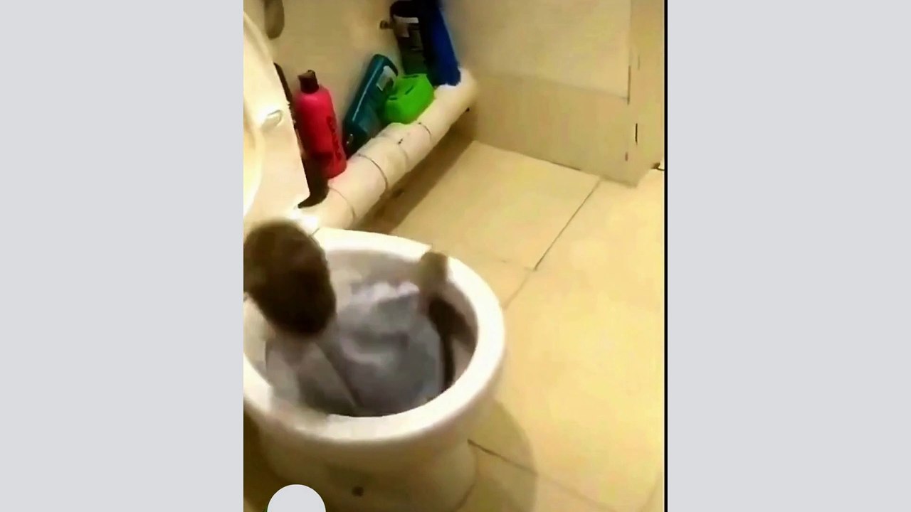 funny cat videos  19