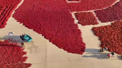 Çin'in Taonan Kentinde Kırmızı Biberlerin Satış Zamanı Geldi