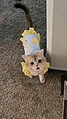 KUCING GEMOY BIKIN HATI MLEYOT KIYOWOO