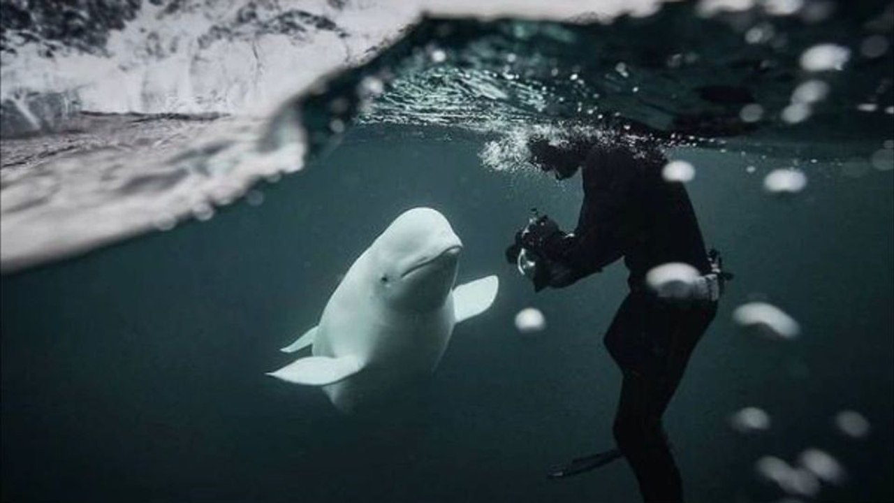 'Spionage-Wal“ bekommt weltweit erstes Walschutzgebiet