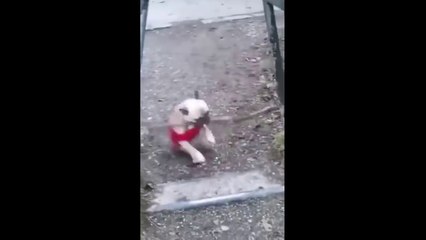 Cute Animals for When You are Stressed