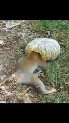 The monkey's head got stuck in the sweet pumpkin