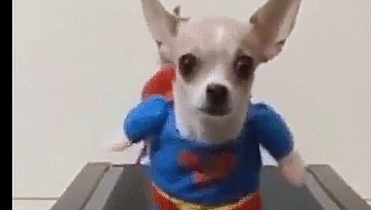 FUNNY DOG