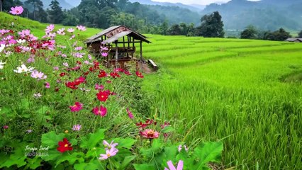 Exploring Magnificent Toraja Land (Tana Toraja) in Indonesia with Relaxing Music