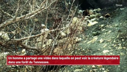 Une nouvelle vidéo dévoile la vraie taille du yéti !