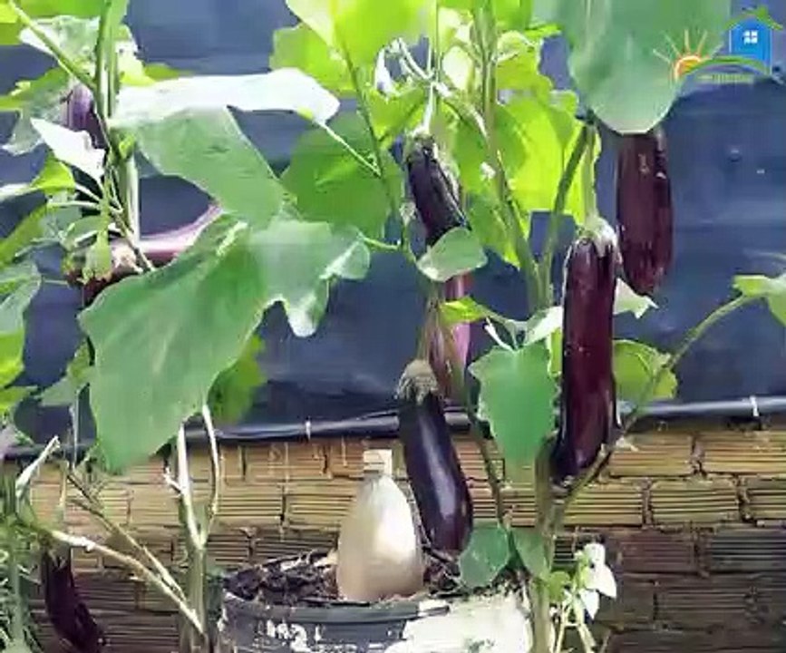 How to grow purple eggplant is very easy