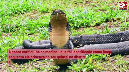 Cobra morre após ser mordida por menino na Índia