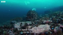 Eider Ducks Fight To Survive _ Behind the Scenes of Frozen Planet II _ BBC Earth