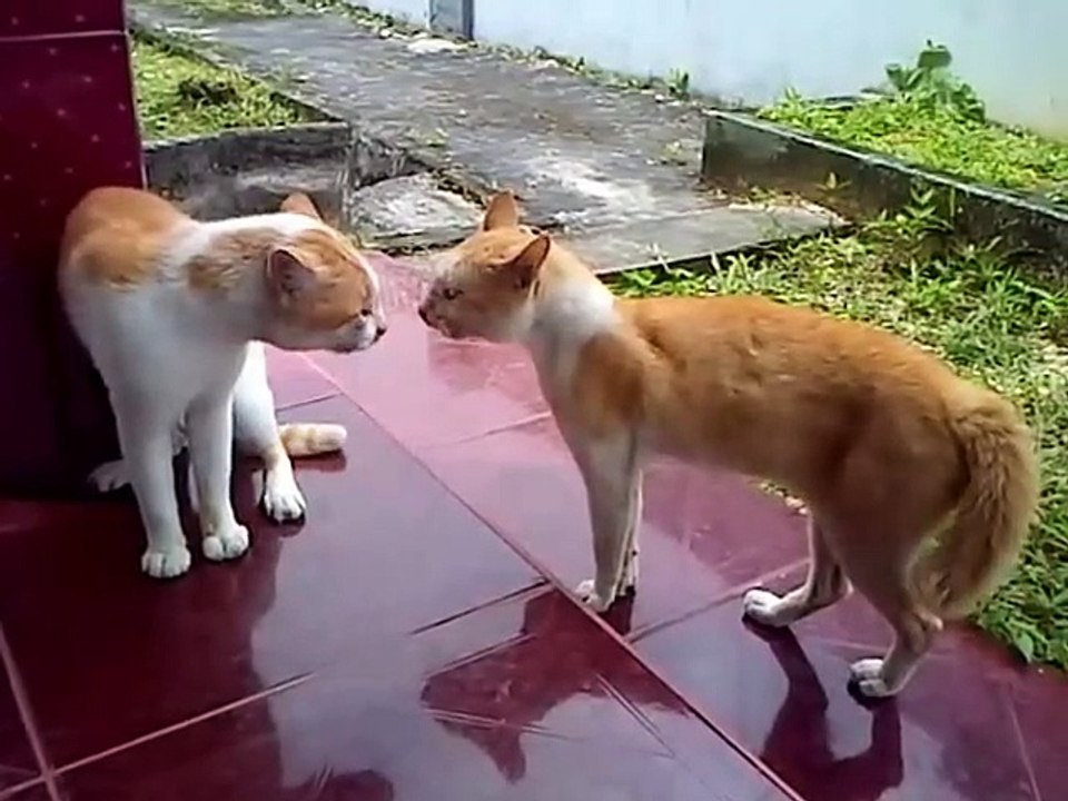 Kucing Berantem Rebutan Wilayah Siapakah yang menang _480p