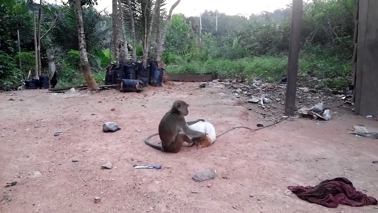 Monyet Lucu Kawin Dengan Kucing