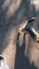 Une femme âgée revient de l'hôpital, découvrez la réaction incroyable de son chien (vidéo)