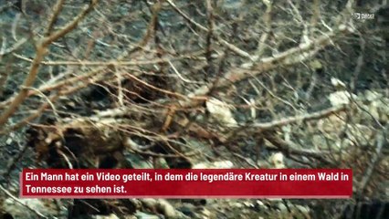 Neues Video enthüllt die wahre Größe des Yeti