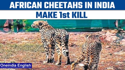 下载视频: African cheetahs brought to India make 1st killafter release | Oneindia News *News