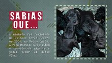 Sabias que? -  A maior ninhada de cães do mundo