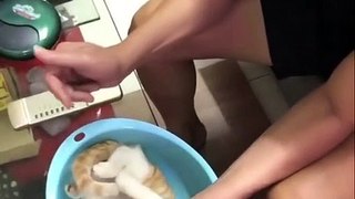 How to Bathe Your Beloved Cat Well