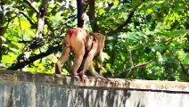 Million of Broken Heart.....Mother Monkey Kicking And Pulling Her baby To Fall Pitifully