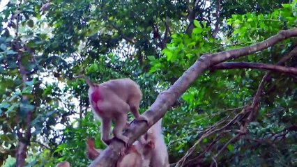 Very Breaking heart......Pitifully Mother Jumps To Get Her Baby Marco Back   She Looks So Terrified