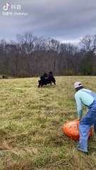 Bull in fun mode#funny#comedy