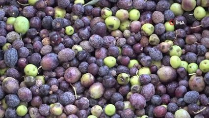 Zeytinin yağa dönüşüm yolculuğu başladı