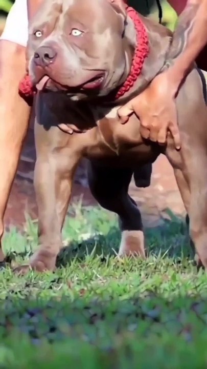 Denger pitbul dog