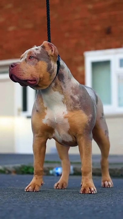 Respect for dog