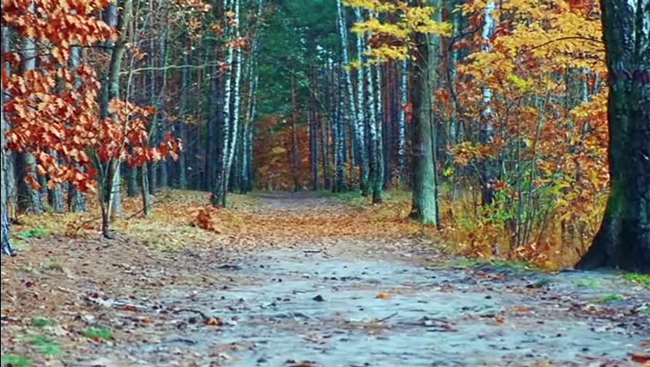 Autumn 4K with Calming Piano Music | Peaceful Piano Music for Meditation, Study, Stress Relief