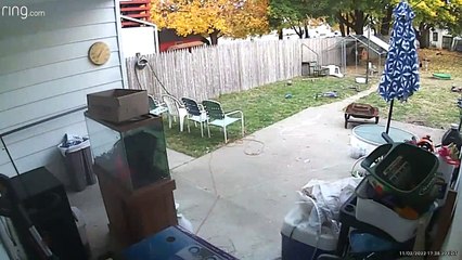 Deer Breaks Into A House