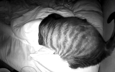 Cute Cat Requests Cuddles