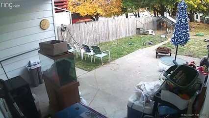 Deer Breaks Into A House