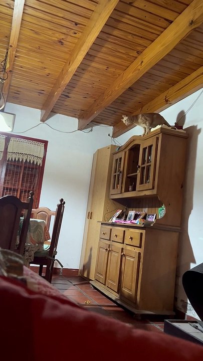Cat Flies Across the Room