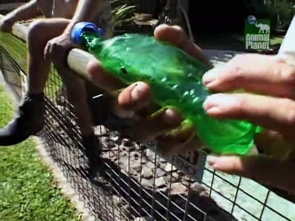 Crocodile Hunter Staffel 4 Folge 8 HD Deutsch