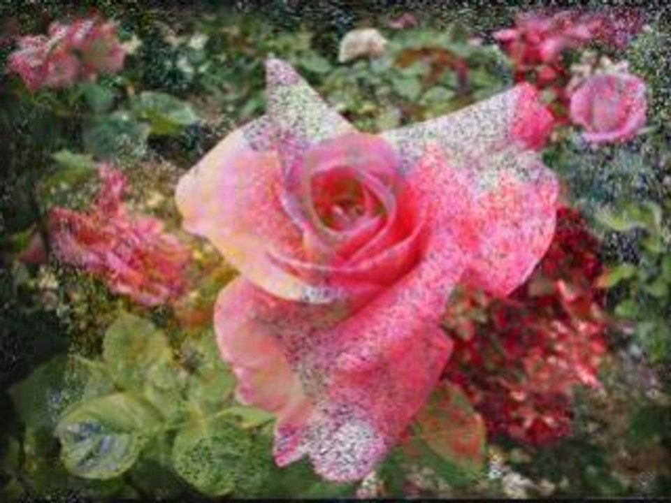 MELODIE DES ROSES