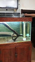When an electric eel is fed a small fish, what happens?
