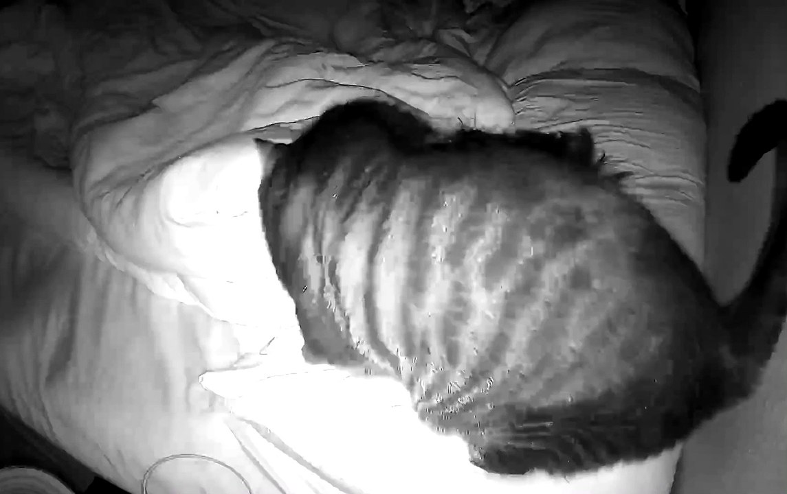 Cute Cat Requests Cuddles