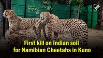 First kill on Indian soil for Namibian Cheetahs in Kuno